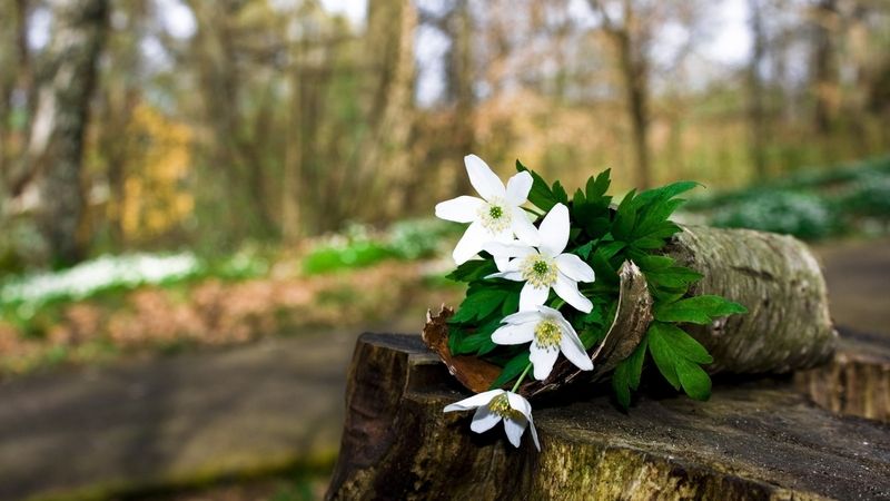 双11电子商务蜂产品销售百花蜂行业再次夺冠